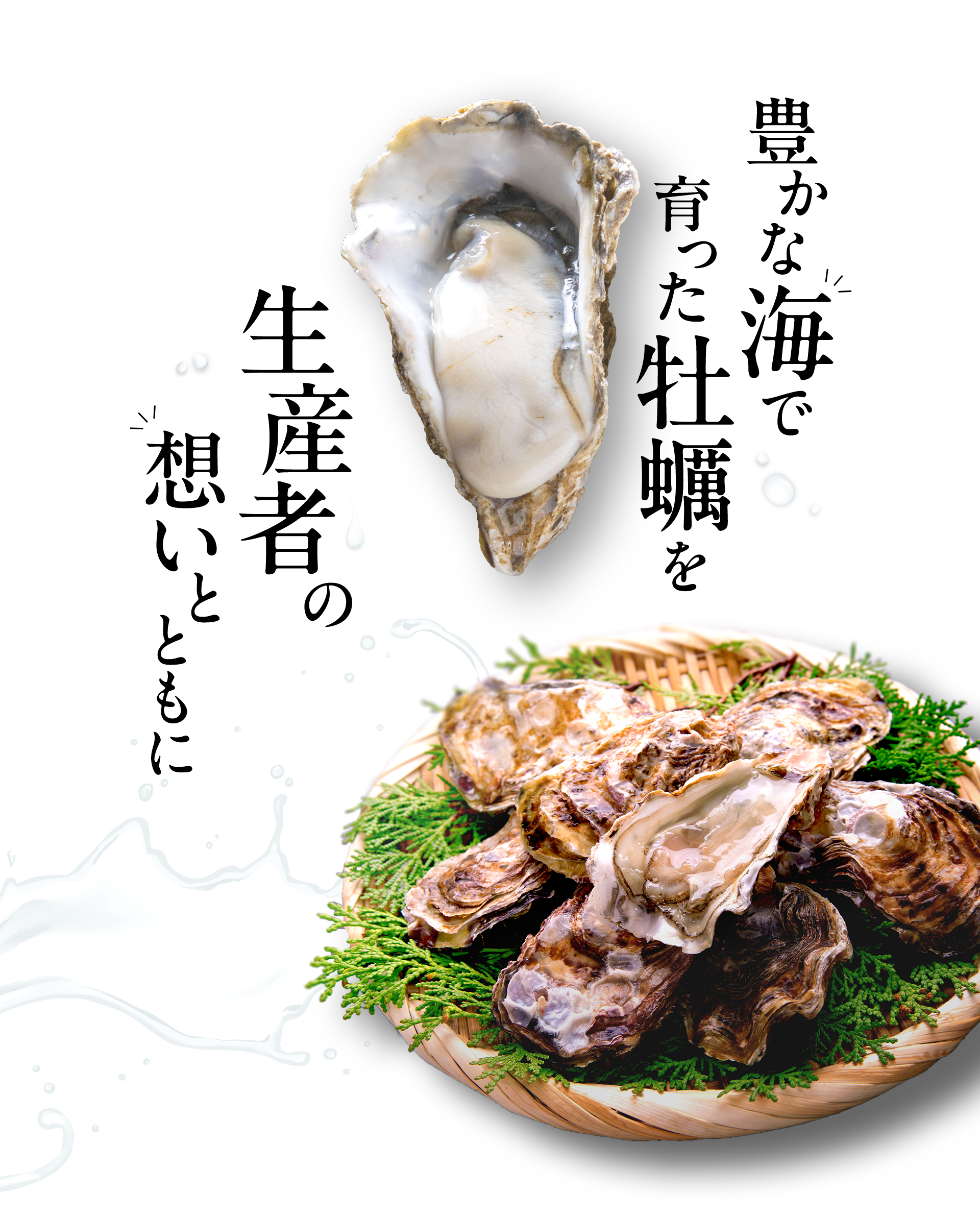 豊かな海で育った牡蠣を生産者の想いとともに