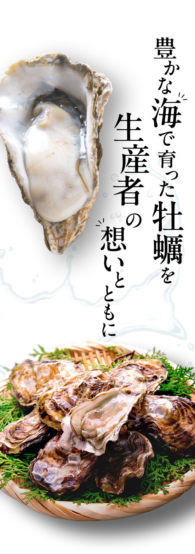 豊かな海で育った牡蠣を生産者の想いとともに